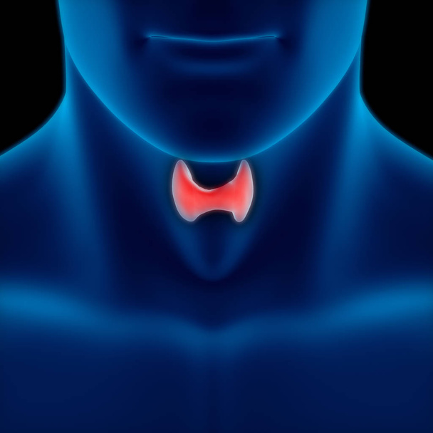 Ghiandole del corpo umano Anatomia della ghiandola tiroidea. 3D - Illustrazione - Foto, immagini