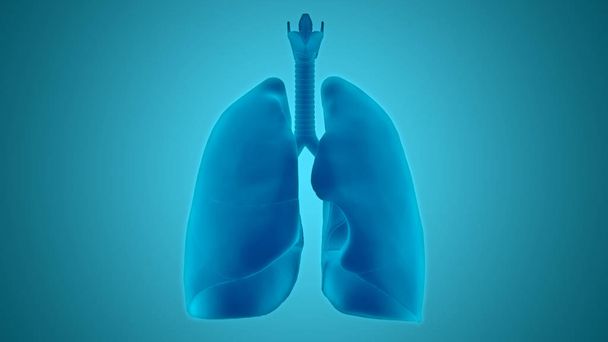 Human Respiratory System Lungs Anatomy. 3D  - Фото, зображення