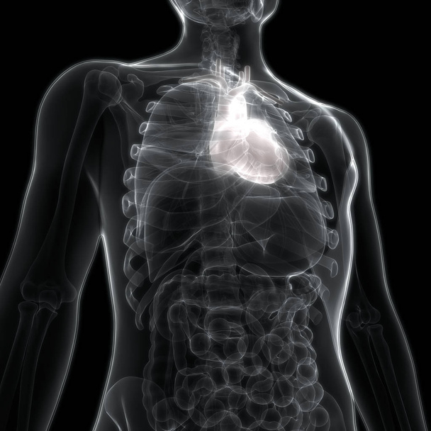 Sistema Circulatório Humano Anatomia Cardíaca. 3D - Foto, Imagem