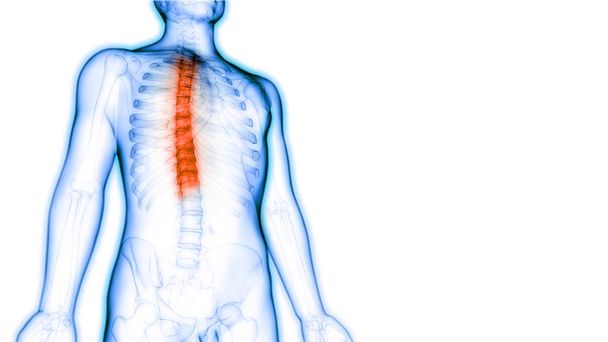 Wirbelsäule Brustwirbel des menschlichen Skelettsystems Anatomie. 3d - Illustration - Foto, Bild