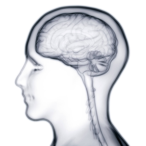 анатомія людського мозку. 3d ілюстрація
  - Фото, зображення