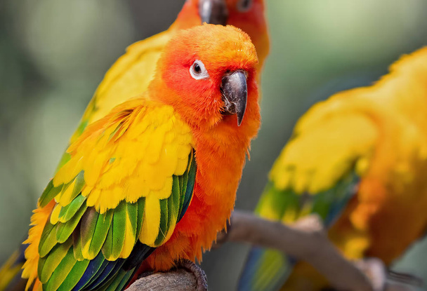 Close up Sun Conure Parrot Perched on Branch Isolated on Backgro - Photo, Image