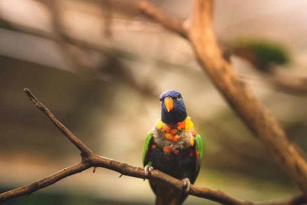 Ciekawy tricolor lori w ptasim zoo na gałęzi - Zdjęcie, obraz