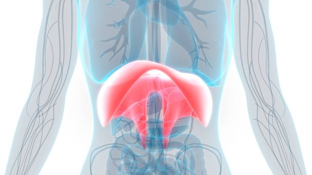 Anatomie van het menselijk ademhalingssysteem. 3d - Illustratie - Foto, afbeelding