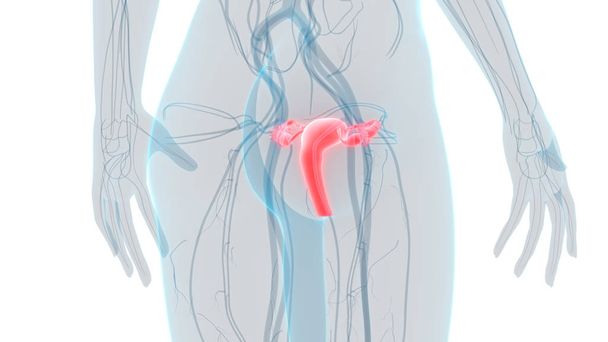 Жіноча репродуктивна система Анатомія. 3D - Фото, зображення
