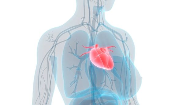 Ανθρώπινη Ανατομία Καρδιάς Κυκλοφοριακού Συστήματος. 3D - Φωτογραφία, εικόνα