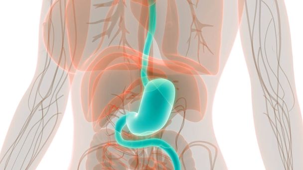 Human Digestive System Stomach Anatomy. 3D - Illustration - 写真・画像