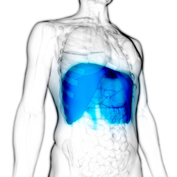 Anatomia del diaframma del sistema respiratorio umano. 3D - Illustrazione
 - Foto, immagini