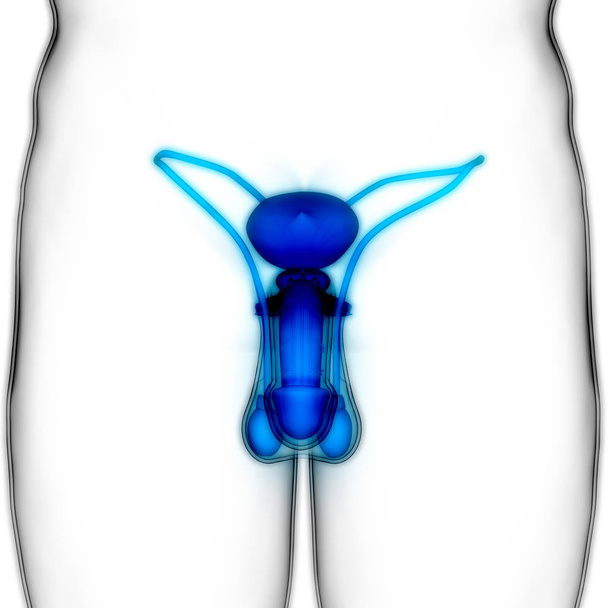 Anatomia męskiego układu rozrodczego. 3d - Ilustracja - Zdjęcie, obraz
