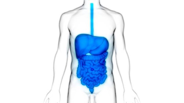 ヒト消化器系大小の腸内解剖学。3D -イラスト - 写真・画像