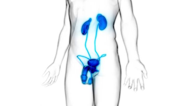 Anatomia del sistema riproduttivo maschile. 3D - Illustrazione
 - Foto, immagini