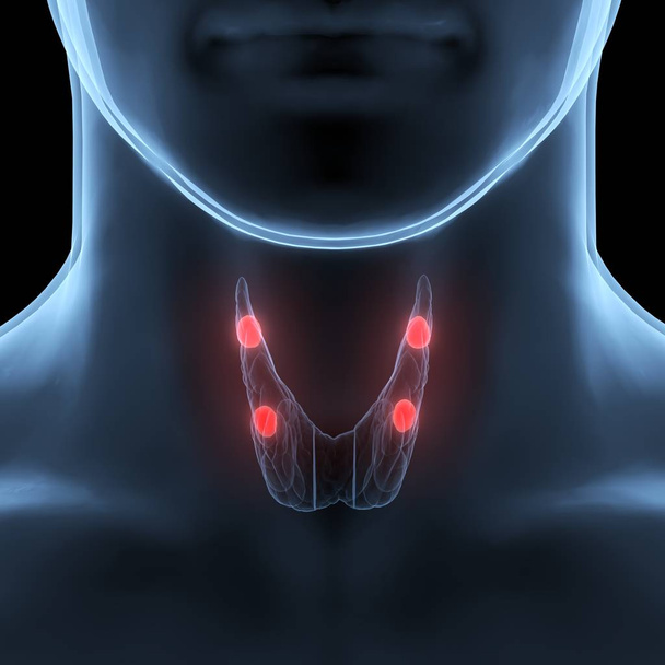 Ghiandole del corpo umano Anatomia della ghiandola tiroidea. 3D - Illustrazione - Foto, immagini