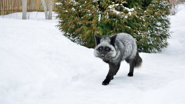 Чорна лисиця в красивому кольорі взимку
 - Фото, зображення
