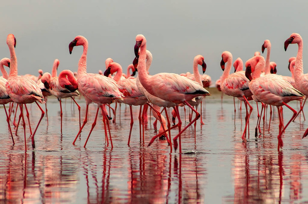 Aves silvestres africanas. Aves de grupo de flamencos africanos rosados
   - Foto, imagen