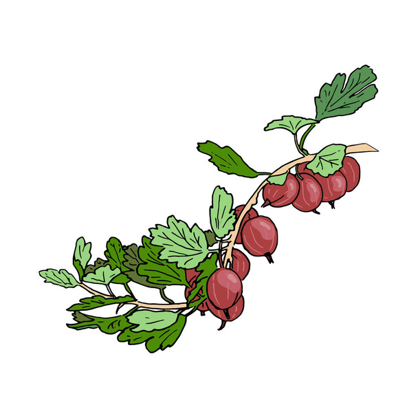 groselhas roxas violetas maduras frescas e folhas em um ramo. Jardim. Desenho à mão Estilo esboço colorido caneta ilustração vetorial
 - Vetor, Imagem