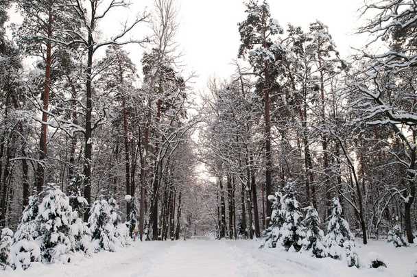 La prima neve. Paesaggio magico. Foresta invernale. Gli alberi sono coperti di neve
.  - Foto, immagini