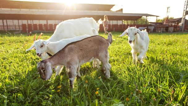 Group of goat kids grazing on farm meadow, young woman and stron - 写真・画像