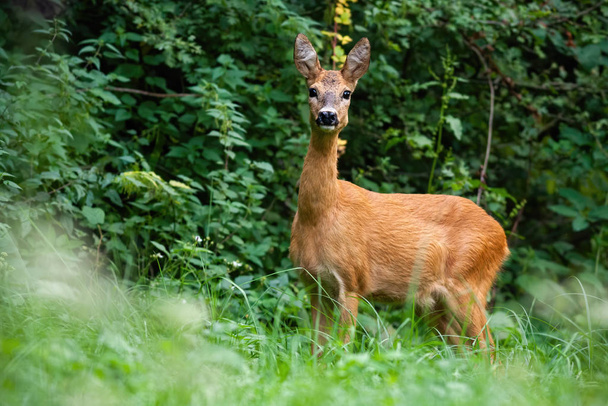 草の牧草地に集中して立って大きな耳を持つイクラの鹿の女性 - 写真・画像