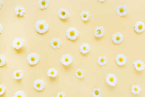 White chamomile daisy flowers pattern on yellow background. Flat lay, top view minimal floral composition. - 写真・画像