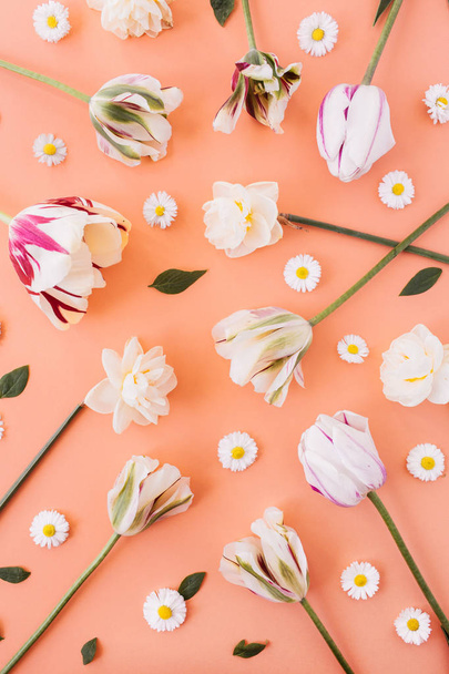 Narcyz, tulipan, rumianek stokrotka wzór kwiatów na tle brzoskwiniowego korala. Płaski, górny widok minimalna kompozycja kwiatowa. - Zdjęcie, obraz