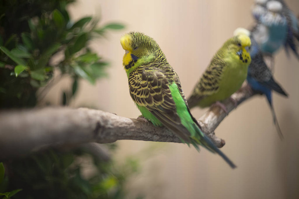 Πτηνά της Ανατολικής Rosellas σκαρφαλωμένα στο κλαδί - Φωτογραφία, εικόνα