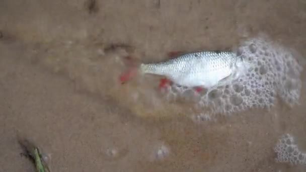 Dead roach fish on polluted water lake. Global water pollution. Gimbal motion - Footage, Video