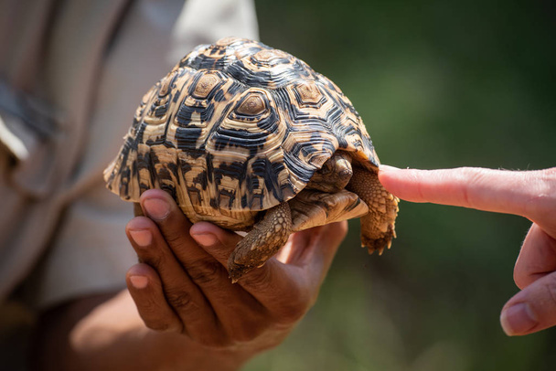 Leopard tortoise pulls back head at finger - Photo, Image