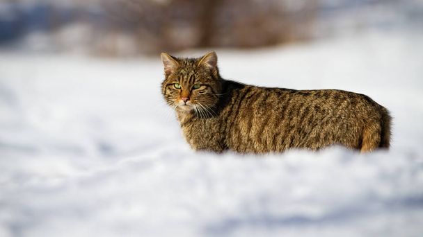 Karlı manzarayı izleyen sevimli bir Avrupalı vahşi kedi. - Fotoğraf, Görsel