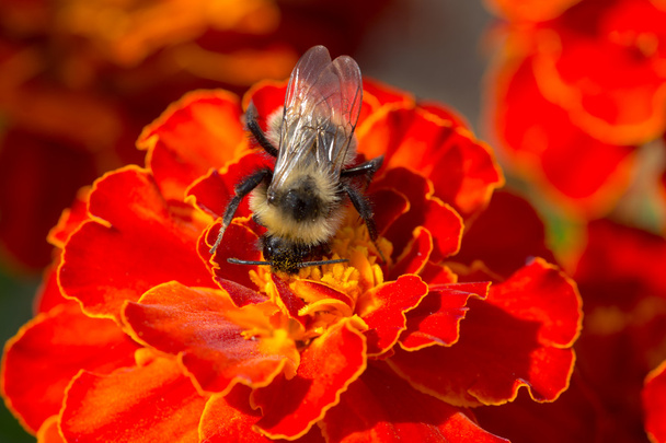 Bumblebee raccolta polline
 - Foto, immagini