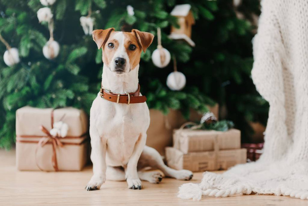 Bild des Stammhundes sitzt auf dem Boden neben geschmücktem Tannenbaum und Weihnachtsgeschenken, hat festliche Stimmung, ist zu Hause. Tiere und Winterzeit-Konzept - Foto, Bild