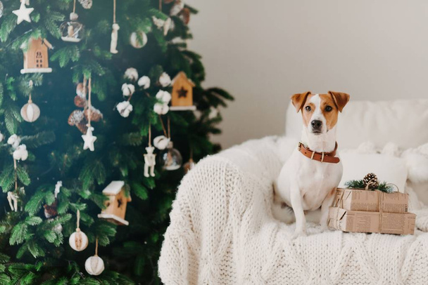 Innenaufnahme eines Stammhundes mit Halsband am Hals, posiert auf einem bequemen Sofa in der Nähe von verpackten Urlaubs-Geschenkboxen, grün geschmückter Neujahrsbaum - Foto, Bild