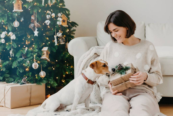 Φωτογραφία της ευτυχούς μελαχρινή γυναίκα κατέχει χριστουγεννιάτικο δώρο, θέτει στο πάτωμα με γενεαλογικό jack Russell τεριέ σκυλί κατά ζεστό εσωτερικό, διακοσμημένο δέντρο της Πρωτοχρονιάς. Εορταστική διάθεση, εορταστική έννοια. - Φωτογραφία, εικόνα