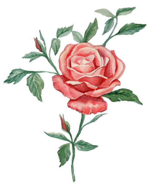Rose flower on white background. Watercolor drawing. Handmade. For decor, illustration, postcard, textile, fashion, invitation, design. - Fotoğraf, Görsel