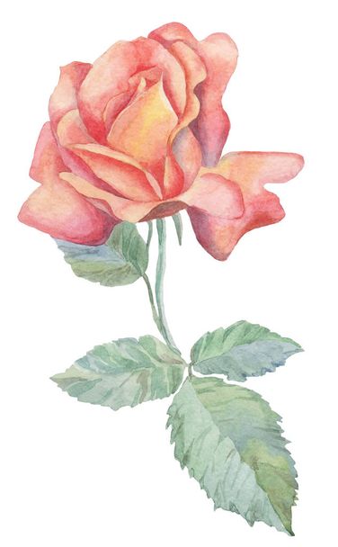 Rose flower on white background. Watercolor drawing. Handmade. For decor, illustration, postcard, textile, fashion, invitation, design. - Foto, afbeelding