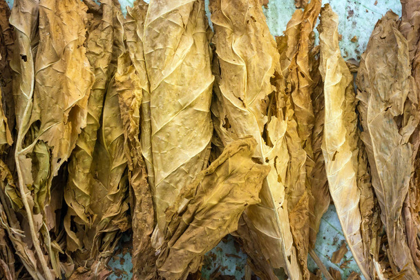 naturalny liść tytoniu na wyciętym tle tytoniu. Nicotiana tabacum. Liść tytoniu Wirginii - Zdjęcie, obraz