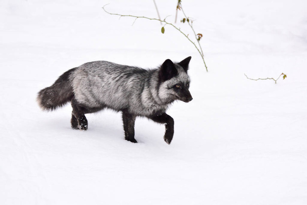 Чорна лисиця біжить на снігу
 - Фото, зображення