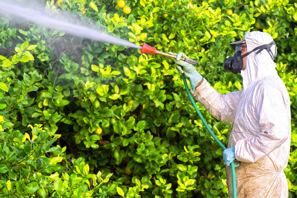 Weed insecticide fumigation. Organic ecological agriculture. Spray pesticides, pesticide on fruit lemon in growing agricultural plantation, spain. Man spraying or fumigating pesti, pest control - Foto, imagen