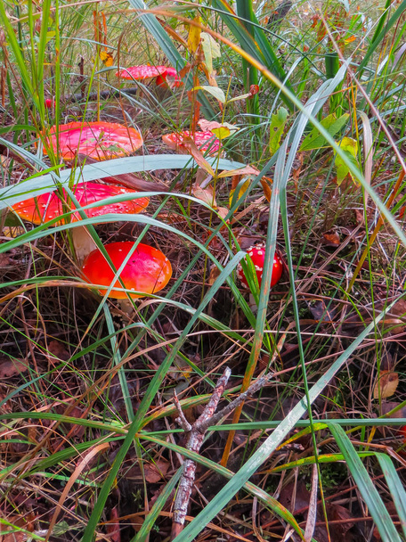 Beautiful red fly agarics in a clearing in an autumn forest. Mushroom with red cap or head. - Photo, Image