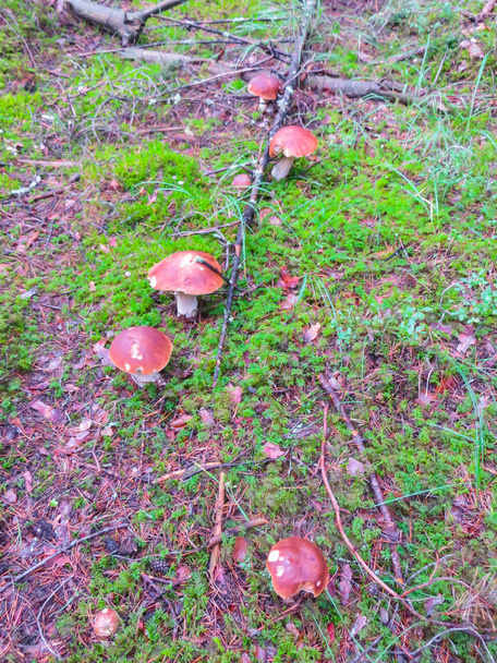Uma família inteira de cogumelos brancos em uma clareira na floresta
. - Foto, Imagem