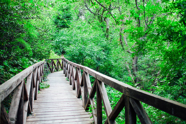ahşap köprü yol yağmur ormanları peyzaj - Fotoğraf, Görsel