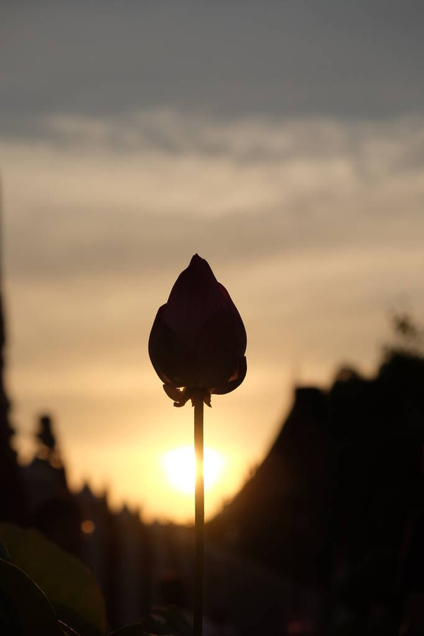 Lotusknospe Silhouette auf Sonnenuntergang Himmel Hintergrund. - Foto, Bild