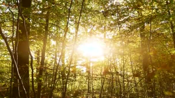 Gyönyörű erdő a napsütésben - Felvétel, videó