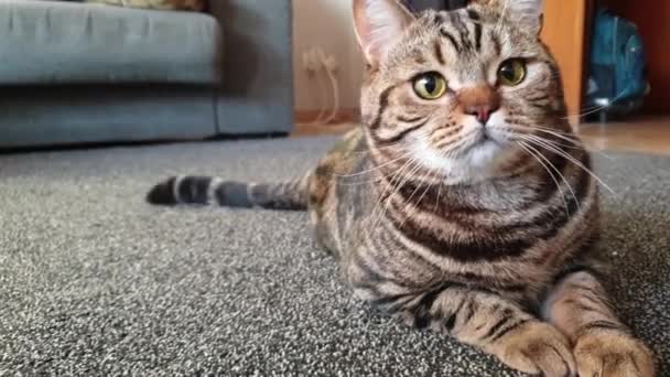 Brit macska fekszik a szőnyegen  - Felvétel, videó
