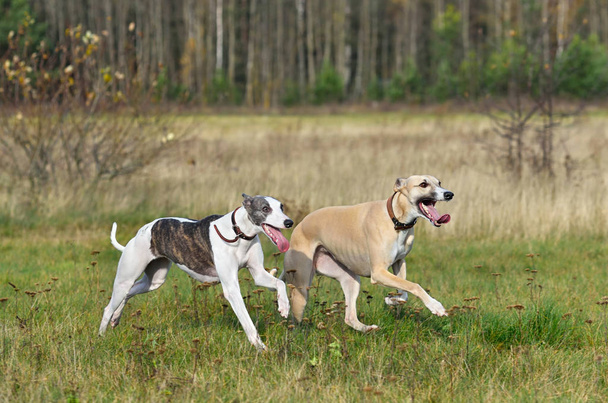 Coursing dogs - Foto, imagen