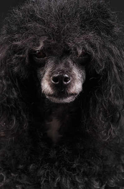 πορτρέτο του σκύλου μαύρο κανίς με λευκή μύτη και afro χτένισμα - Φωτογραφία, εικόνα