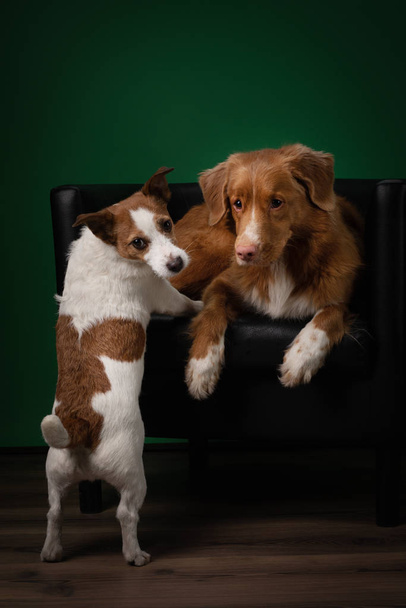 two dogs on a chair with a colored plaid. Nova Scotia Duck Tolling Retriever and Jack Russell Terrier at Home - Φωτογραφία, εικόνα