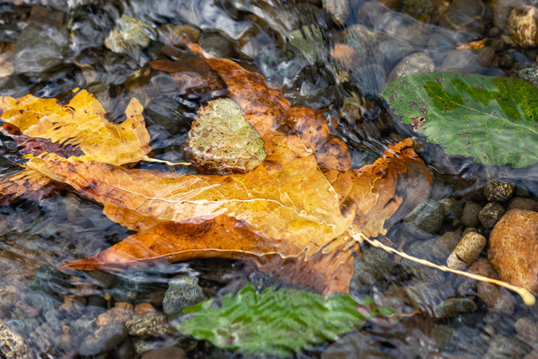 orange and green leaves under moving water - Photo, Image
