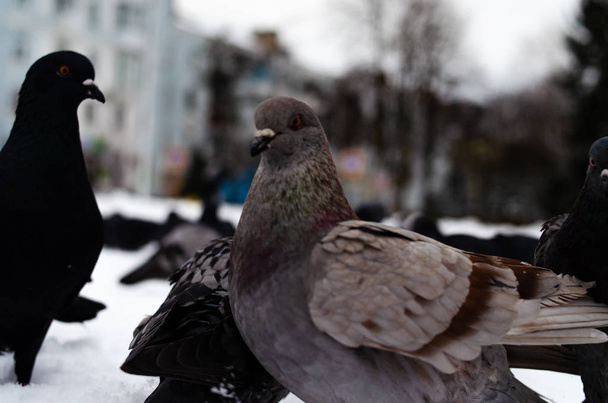 A lot of pigeons. Pigeons in a bunch and one at a time. Feeding the pigeons. Birds in the winter. Pigeon macro, red paw, pigeon leg. A man holds a dove on his hand. Bird eating with hand. - Photo, Image