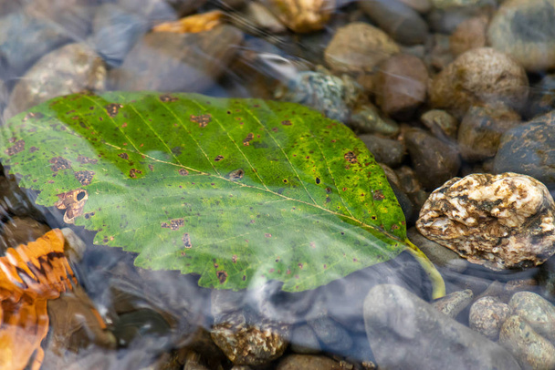 a green leaf under running water - Photo, Image