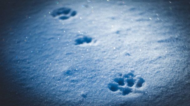 Footprints of an animal on blue sparkling snow on a frosty evening - Photo, Image